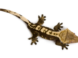Crested Geckos for sale