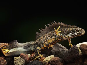 Crested Newt For Sale