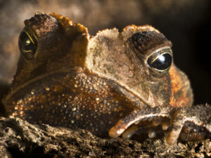 Crested Toad for Sale