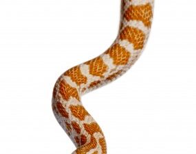 Crimson Corn Snake for Sale