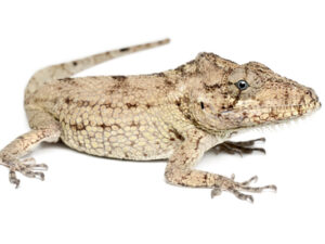 Cuban False Chameleon For Sale