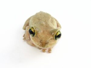 Cuban Tree Frog For Sale