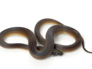 D'alberts Python for Sale