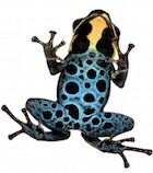 Various Dart Frog Locales