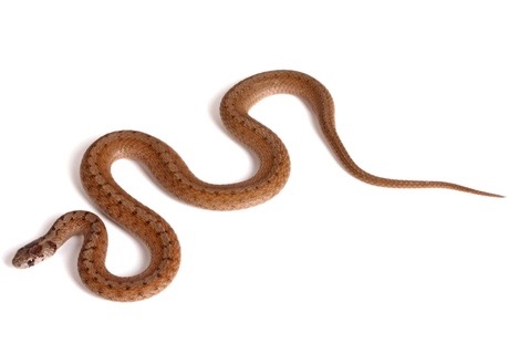 Dekays Snake for Sale