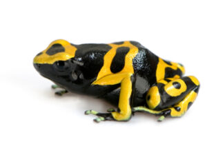 bumblebee poison dart frog for sale