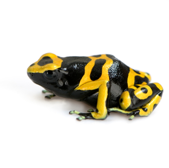 bumblebee poison dart frog for sale
