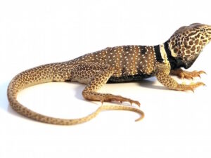 Desert Collared Lizard for Sale