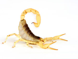 Desert Hairy Scorpion For Sale