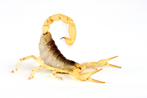 Desert Hairy Scorpion For Sale