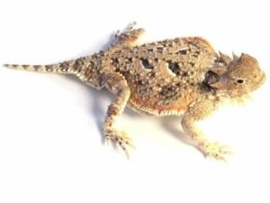 Desert Horned Lizard for Sale