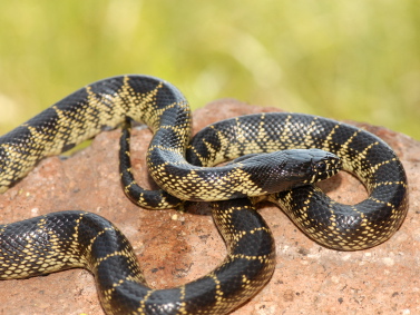 Desert King Snake for Sale