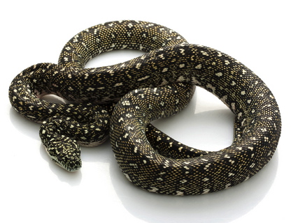 Diamond Python for Sale