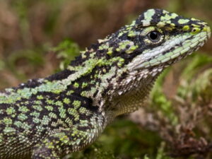 Dragon Agama for Sale