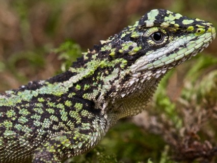 Dragon Agama for Sale