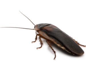 Dubia Roaches For Sale