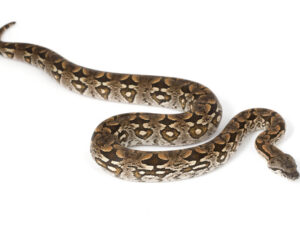 Dumerils Boa for Sale