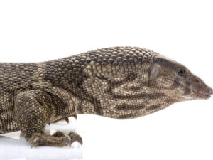 Dumerils Monitor for Sale