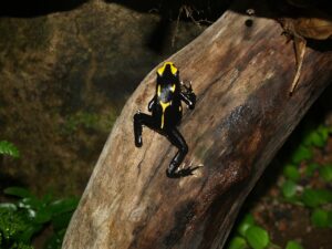 dyeing poison dart frog for sale
