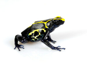 dyeing poison dart frog for sale