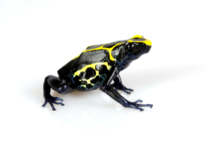 dyeing poison dart frog for sale