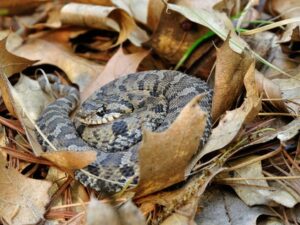 Eastern Hognose Snake for Sale