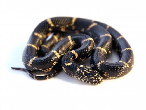 Eastern King Snake For Sale