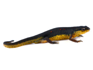 Eastern Newt for sale