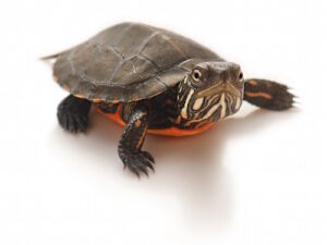 Eastern Painted Turtle For Sale