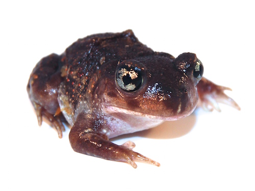 Eastern Spadefoot Toad For Sale