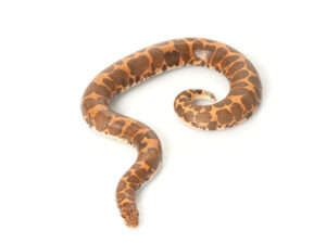 Egyptian Sand Boa for Sale