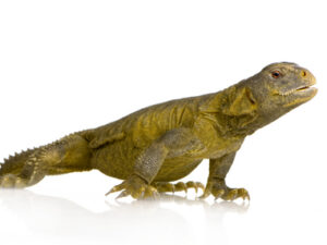 Egyptian Uromastyx For Sale