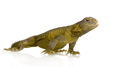 Egyptian Uromastyx For Sale