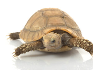 Elongated Tortoise For Sale