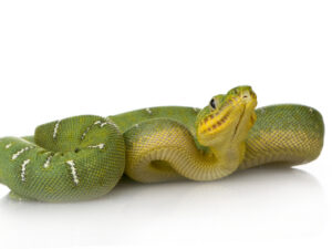Emerald Tree Boa for Sale