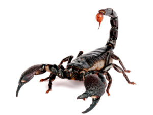 Emperor Scorpion For Sale