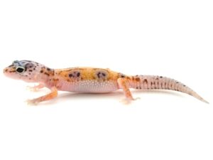 Enigma Leopard Gecko For Sale