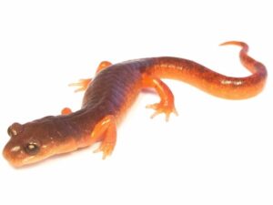 Ensatina Salamander for Sale