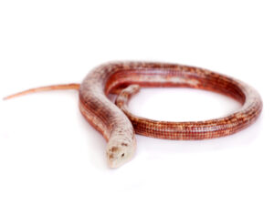 European Legless Lizard for Sale
