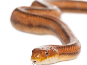 Everglades Rat Snake for Sale