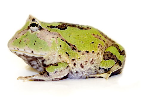 Fantasy Pacman Frog for Sale