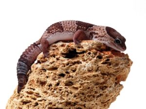 African Fat Tailed Gecko for sale