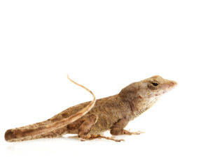 Feeder Anoles For Sale