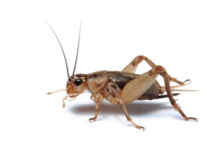 Crickets For Sale