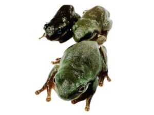 Feeder Frogs For Sale