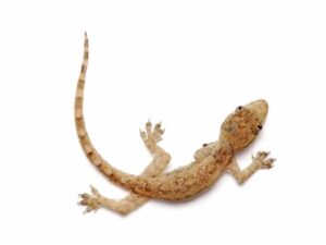 Feeder House Geckos For Sale