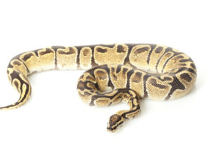 Fire Ball Python for Sale