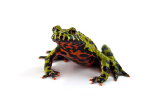 Fire Bellied Toad for Sale