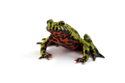 Fire Bellied Toad for Sale
