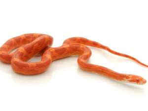 Fire Corn Snake For Sale